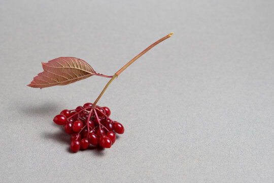 Red Viburnum Berry Cluster with Autumn Leaf on gray Background