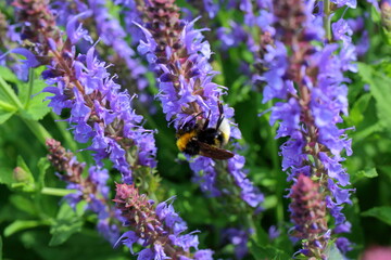 bee on lavender flower © Brian
