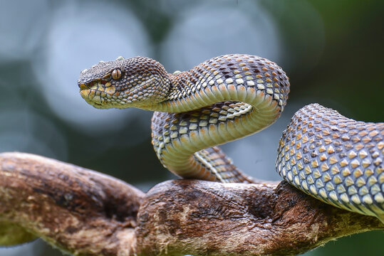 a mangrove pit viper in attack position