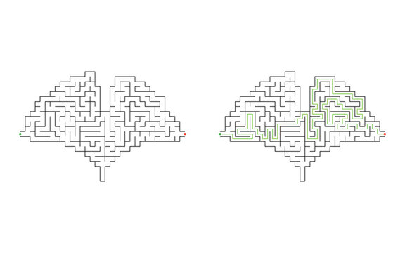 Ginkgo biloba leaf shaped maze puzzle with green solution path, black labyrinth lines and colored start and finish points isolated on white background