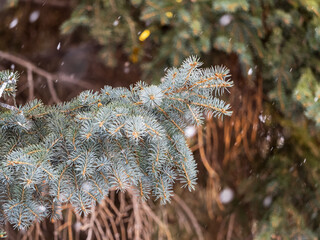 Green fir branches in winter covered with snow © Dmitrii Potashkin