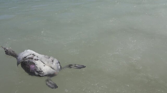 Ice fat on Azov Sea. In calm, frosty weather, even salt water freezes, pancake ice forms, Aquatic birds (Black-necked grebe (Podiceps caspicus) die in a dense mass of ice and corpses tumble at the wil