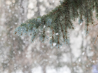 Green fir branches in winter covered with snow © Dmitrii Potashkin