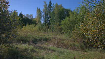 Natural woodland clearing with grasses, shrubs and mixed trees under a clear blue sky in early autumn. © Oddette
