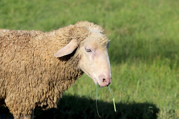 Close up portrait of woolly sheep eating fresh green grass in farm meadow. Livestock farming, animal feeding, and countryside agriculture concept. © skarie