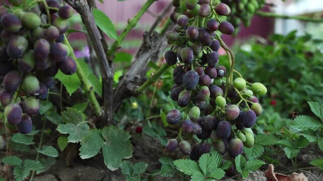 Chambourcin Grapes Infected With Powdery Mildew Disease