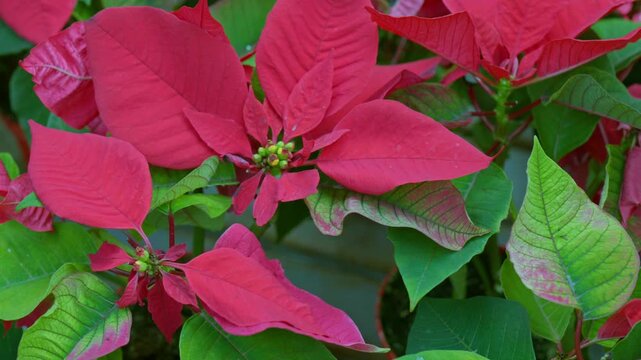vibrant red poinsettia plant with green leaves close-up, euphorbia pulcherrima christmas star flower macro shot, red christmas poinsettia background with natural leaves