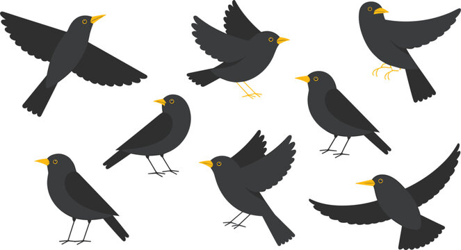 Common blackbird character vector illustration set showing various actions including flying perching 