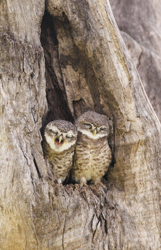 Spottet owlet with cute expressions