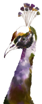Eleganter farbiger Pfau 