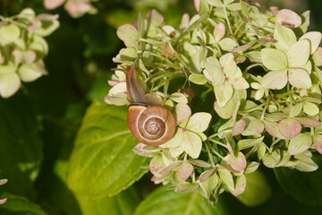 Grove snail, brown-lipped snail (Cepaea nemoralis), family Helicidae. Discolored pink flowers of Hydrangea (Hydrangea macrophylla). Autumn, Netherlands, September © Thijs de Graaf