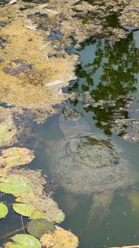 Snapping Turtle Swimming in Pond Wildlife Nature Vertical Video