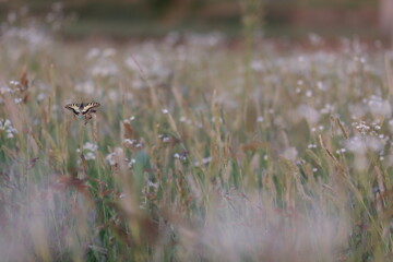 una farfalla macaone su un fiore al tramonto © Simona