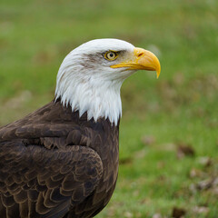 Bald Eagle Profile Portrait Close Up⁠ © Alexander