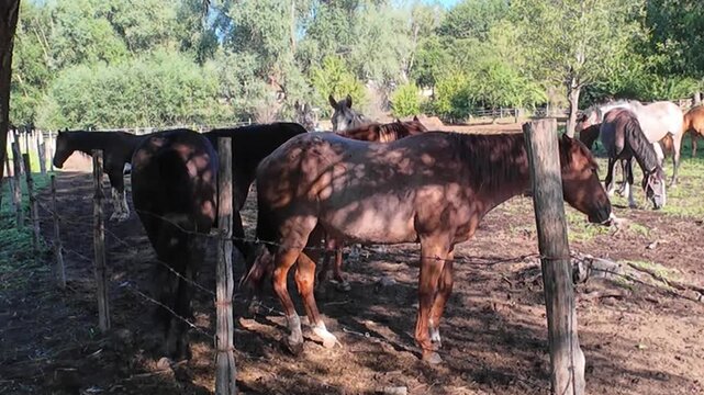 Horses in a paddock on a sunny day