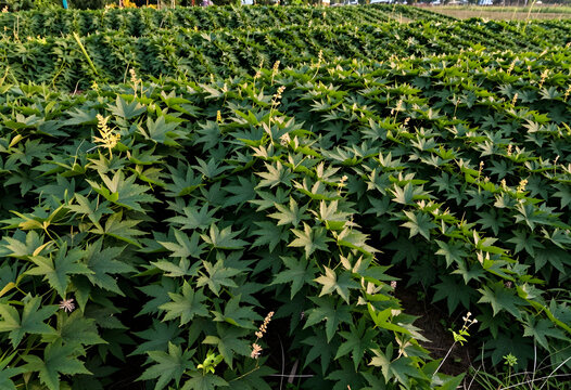 Sustainable agriculture and organic farming, rows of green kenaf plants growing in a fertile field for fiber production and renewable raw materials