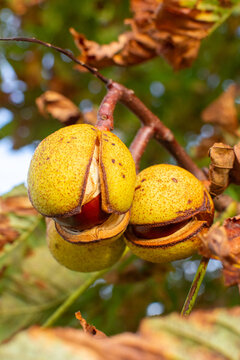 Horse chestnut in a cracked shell close up