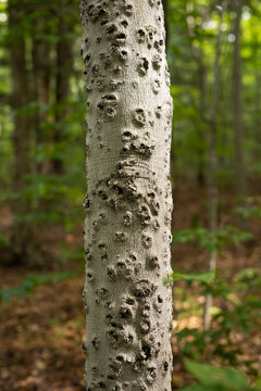 Tree trunk