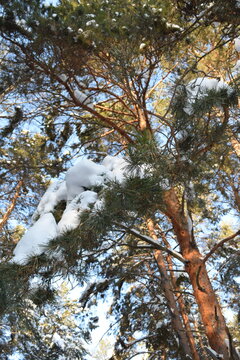 Low-angle view of tall pine trees with snow-covered branches against a blue winter sky