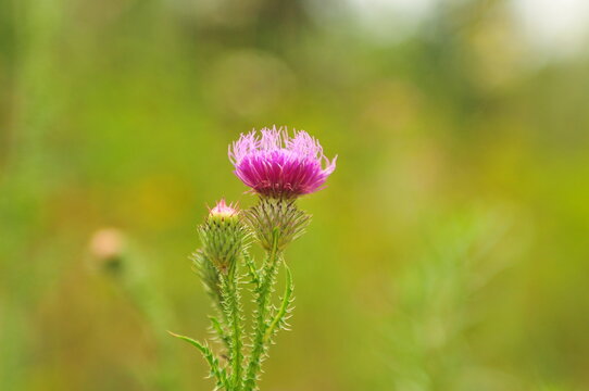 Horizontal close up of blooming milk thistle (Silybum marianum) with bright purple flowers in a sunny field.