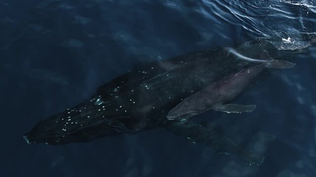 Aerial view of a humpback whale and calf swimming, United States.