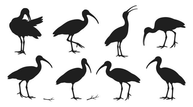 Black silhouettes of eight ibis birds depicted in various natural poses standing on white background