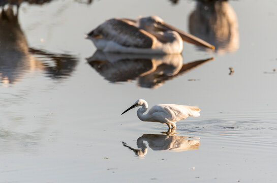 pelican in the water