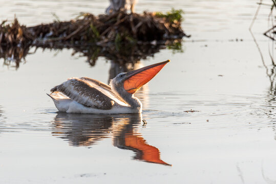 pelicans on the water