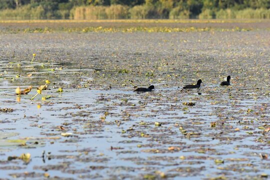 Black coot water birds on the lake cowered with water lilies 