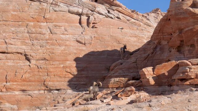 Two wild desert bighorn sheep climbing on steep, rocky red sandstone cliff in national park nevada wilderness, with the male ram following the female ewe up the sunlit mountain face