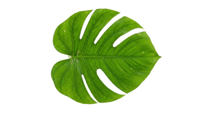 A vibrant green Monstera leaf with characteristic fenestrations on a clean white background