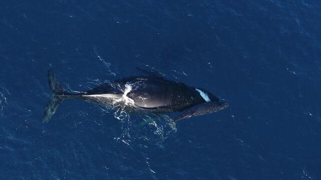 Aerial view of humpback whale and calf in Maui, United States.
