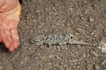 Small gecko beside human hand showing scale, camouflage, reptile and wildlife encounter © Alexandre Cuesta