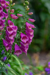 Pink foxglove flowers with distinctive spotted throats arranged along a tall flower spike, surrounded by unopened buds © Iva