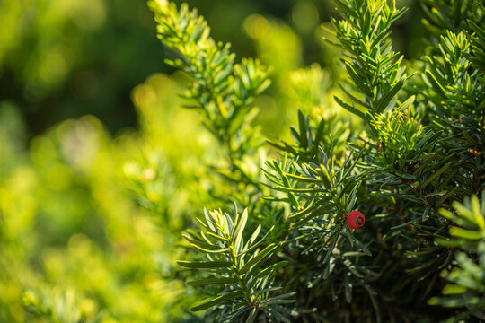Red poisonous berry-like aril on a yew branch.