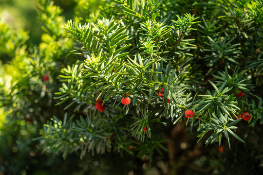 Red poisonous berry-like aril on a yew branch.