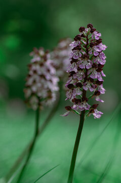 Lady orchid Orchis purpurea flowering protected plants, beautiful purple white flowers in bloom on green stem also with buds