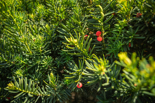 Red poisonous berry-like aril on a yew branch.