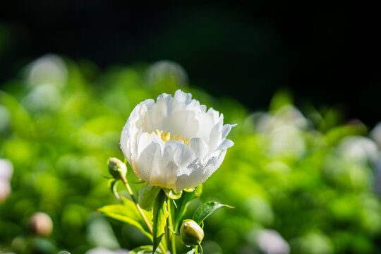 Paeonia lactiflora &lsquo;Lotus Queen&rsquo;, a peony with elegant white cup-shaped petals surrounding a luminous golden-yellow centre of fine staminodes. The delicate flower is highlighted by fresh green foliage