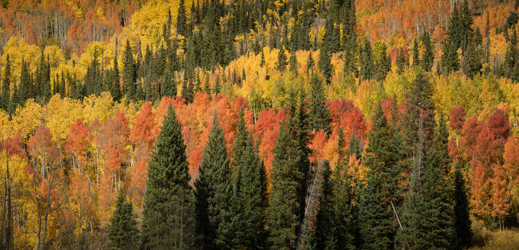 Fall Color Layers Below Gothic Mountain Panorama