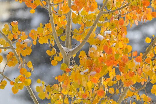 First snow falls on aspen tree with colorful leaves
