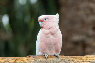 Portrait of a pink cockatoo (cacatua leadbeateri) perching on a branch © tom