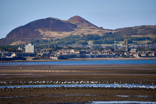 Seagulls on low-tide Firth of Forth mudflats with coastal town and hills in bright daylight