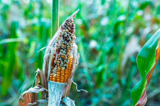 Damaged corn cob remaining on plant, crop loss in agricultural field