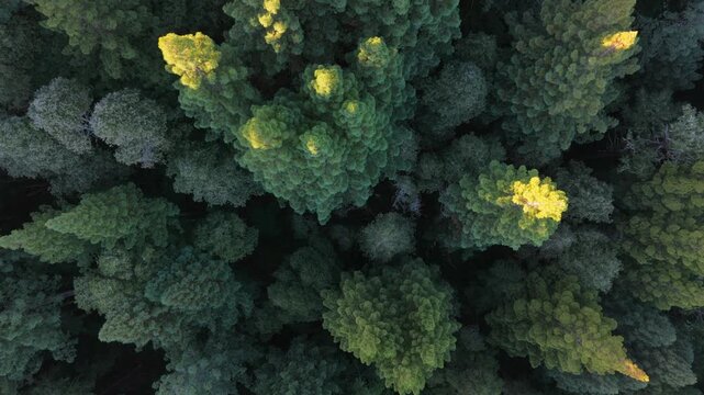 Aerial view of California Redwoods showcasing vibrant green and yellow treetops