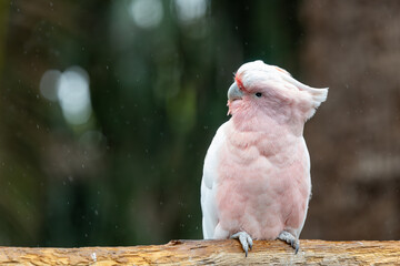 Portrait of a pink cockatoo (cacatua leadbeateri) perching on a branch © tom