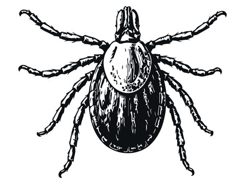 Tick Back View Engraving Style Vector Illustration