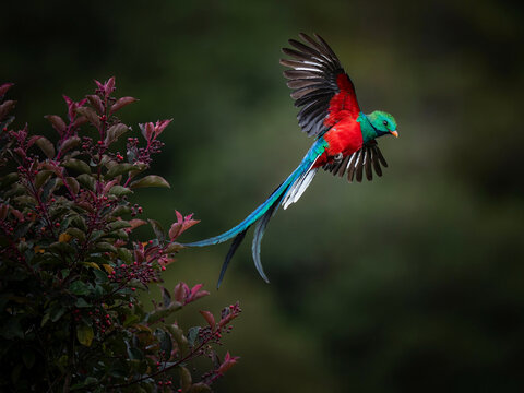 Colorful peacock in flight near flowering bush in natural outdoor setting with blurred background
