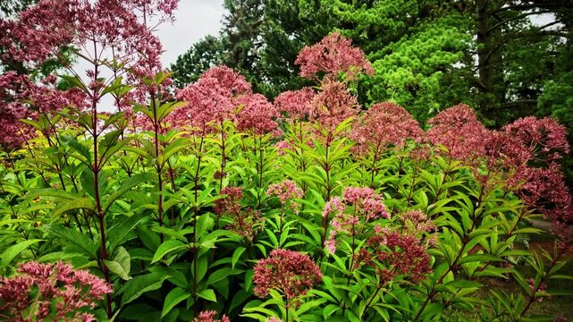  Eupatorium, Purple Joe-Pye, weed plants with clusters of pink umbrella shaped flowers swaying gently in breeze, natural floral background