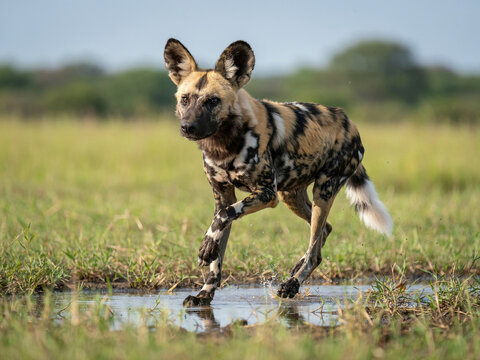 Wild hyena running through grassy landscape with water reflection in natural environment